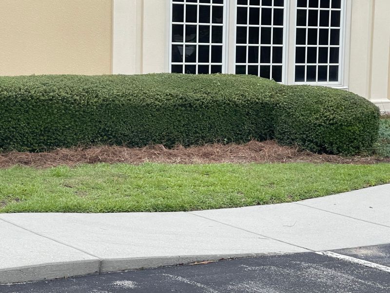 Hedge Trimming