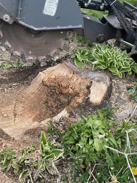 Stump Removal