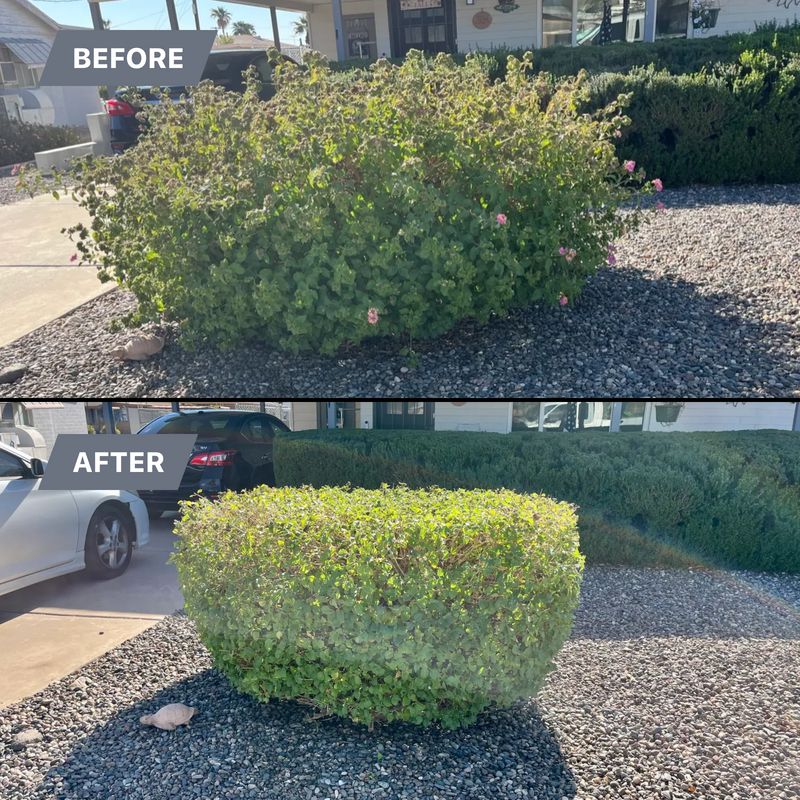 Tree & Shrub Care