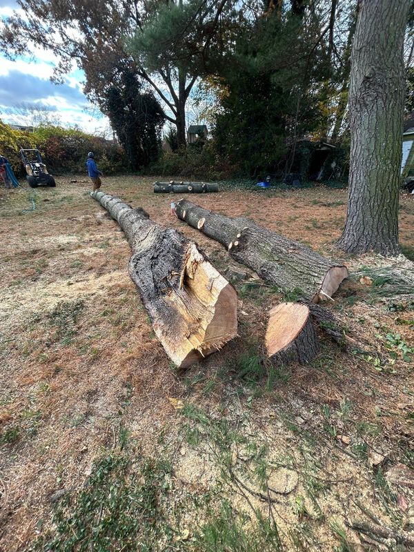 Stump Removal