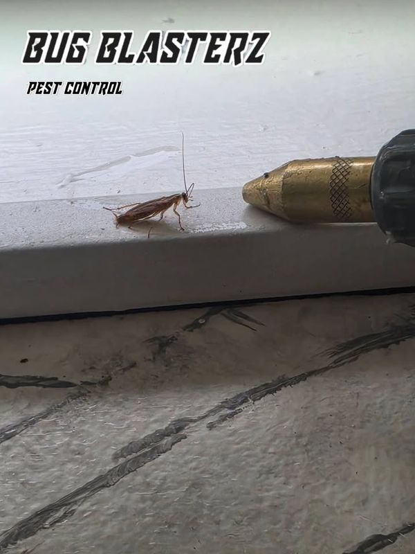 Cockroach Extermination