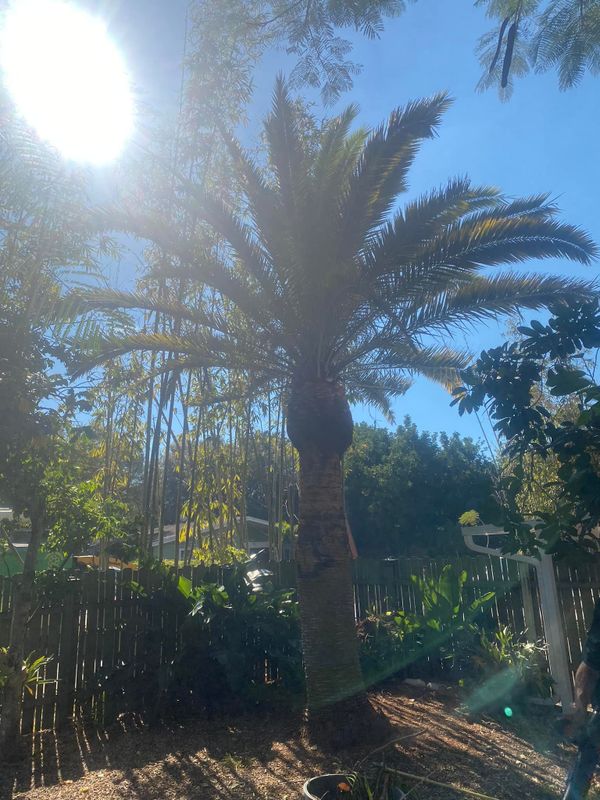 Tree Trimming