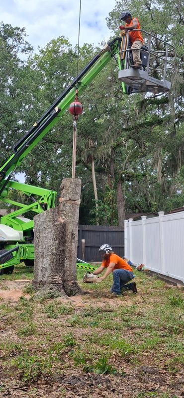 Tree Removal