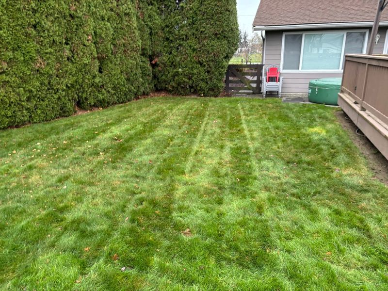 Hedge Trimming