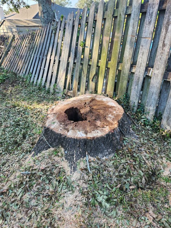 Tree Trimming and Removal 