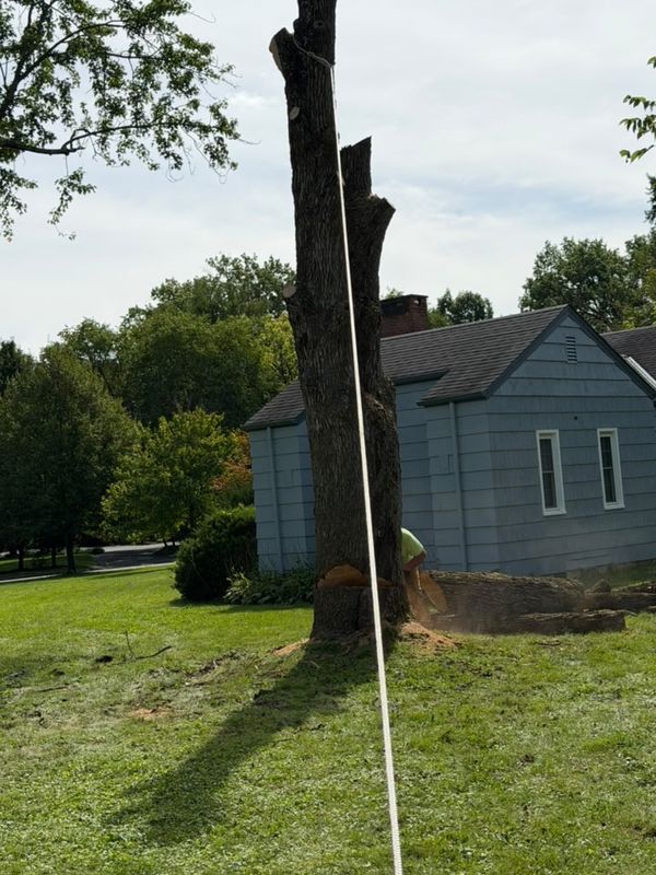 Tree Removal
