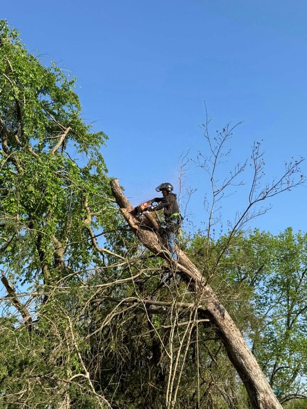 Tree Services