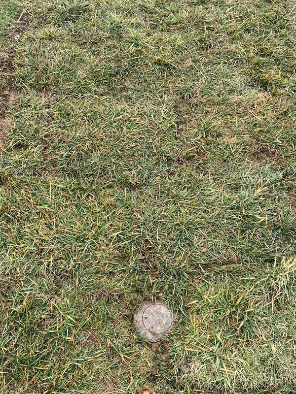 Lawn Care
