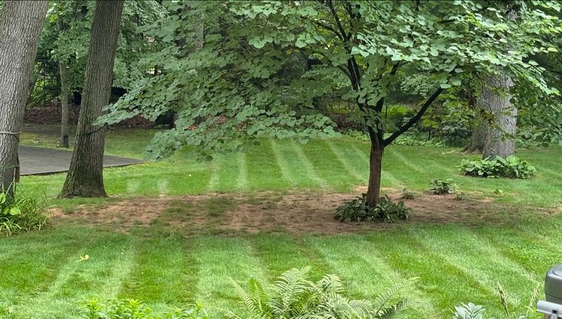 Lawn Mowing