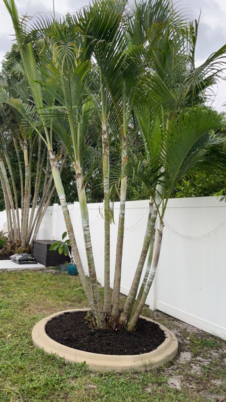 Tree Trimming