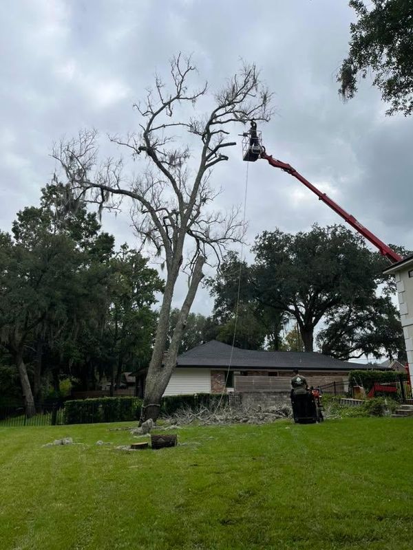 Tree Removal