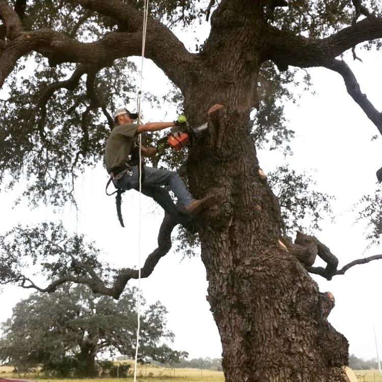 Pruning Services 