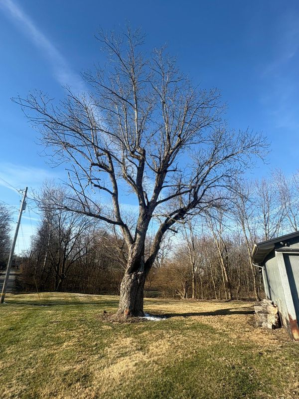 Tree Removal