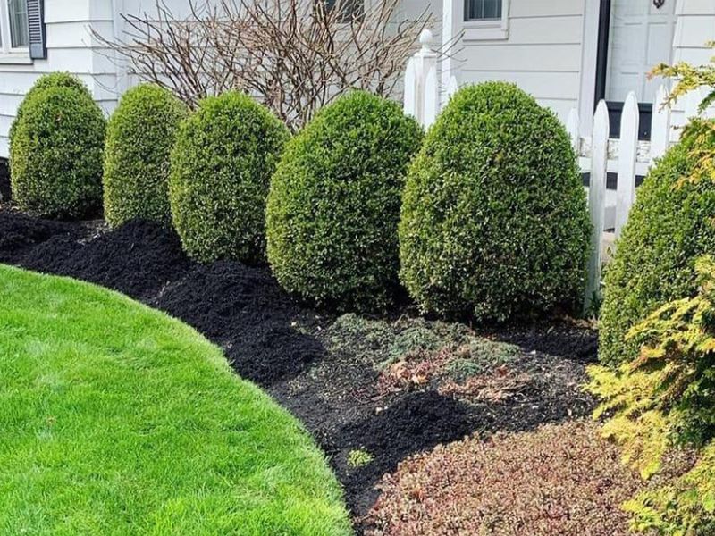 Tree & Shrub Care