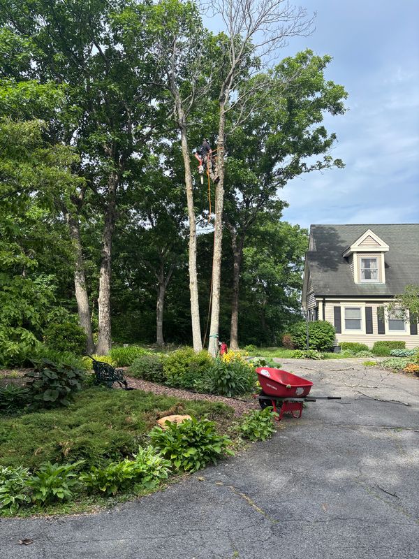 Tree Trimming