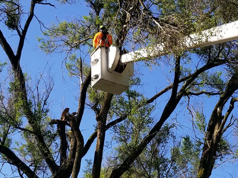 Tree Trimming gallery