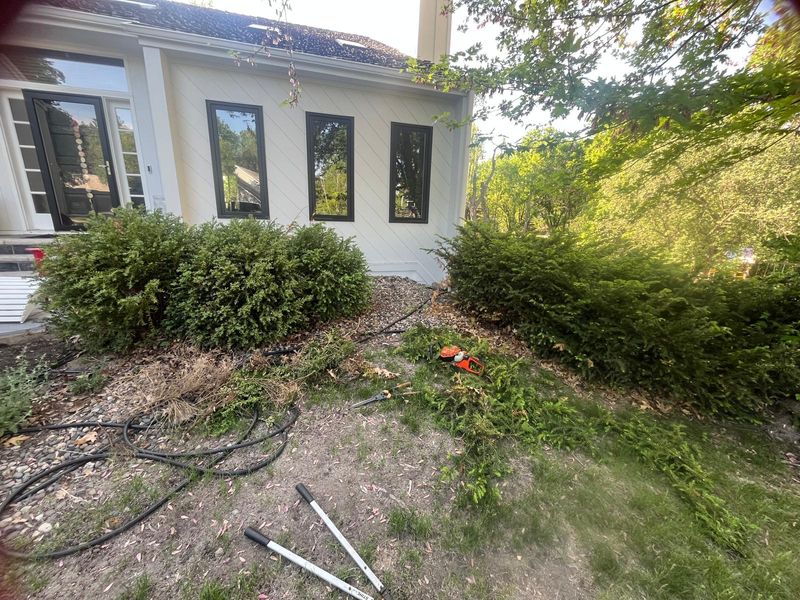 Hedge trimming 