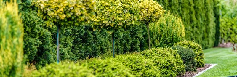 Lawn Maintenance