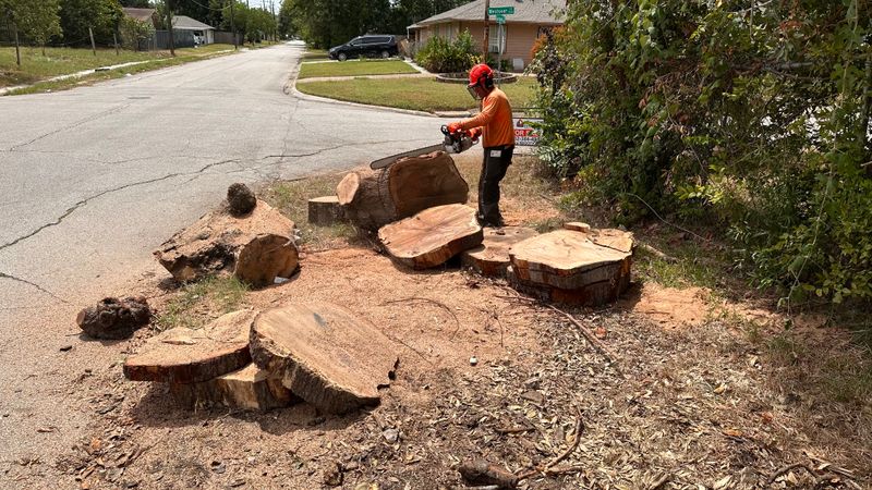 Tree trimming and removal