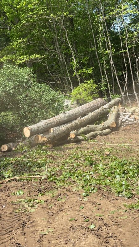 Tree Removal gallery