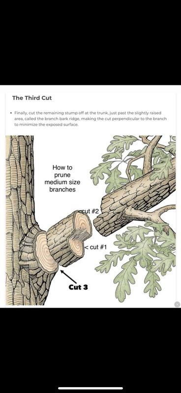 Tree Trimming