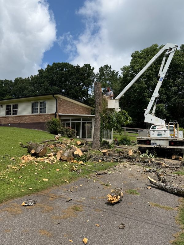 Tree Removal