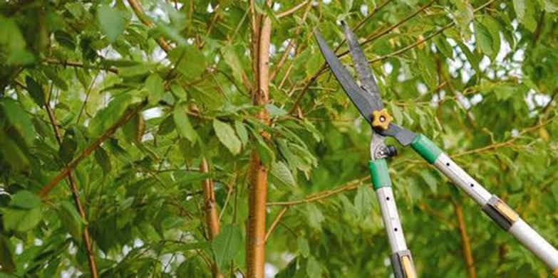 Tree Pruning