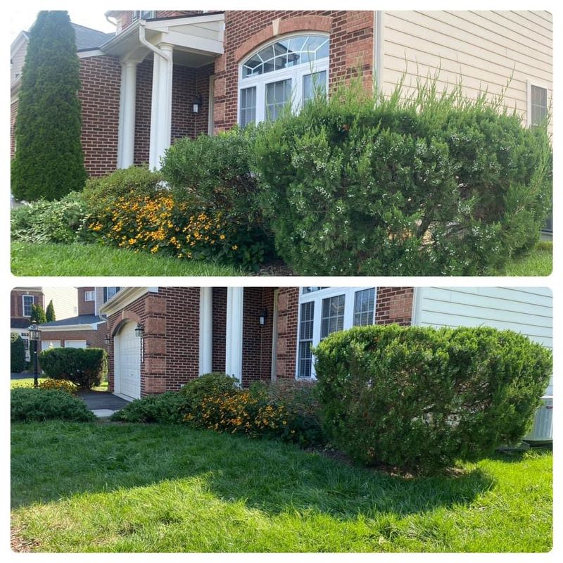 Shrub Trimming