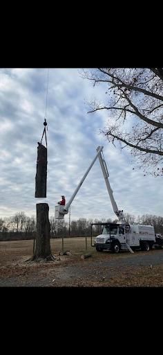 Tree Removal