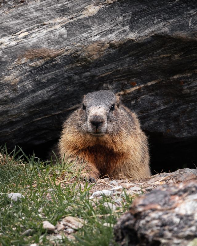 Woodchuck Removal