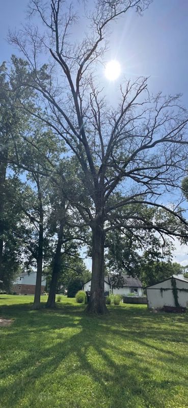 Tree Transformation Triumph: Expert Removal and Land Enhancement by Anstaetts Tree Service