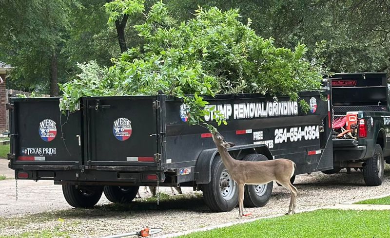 Tree Removal