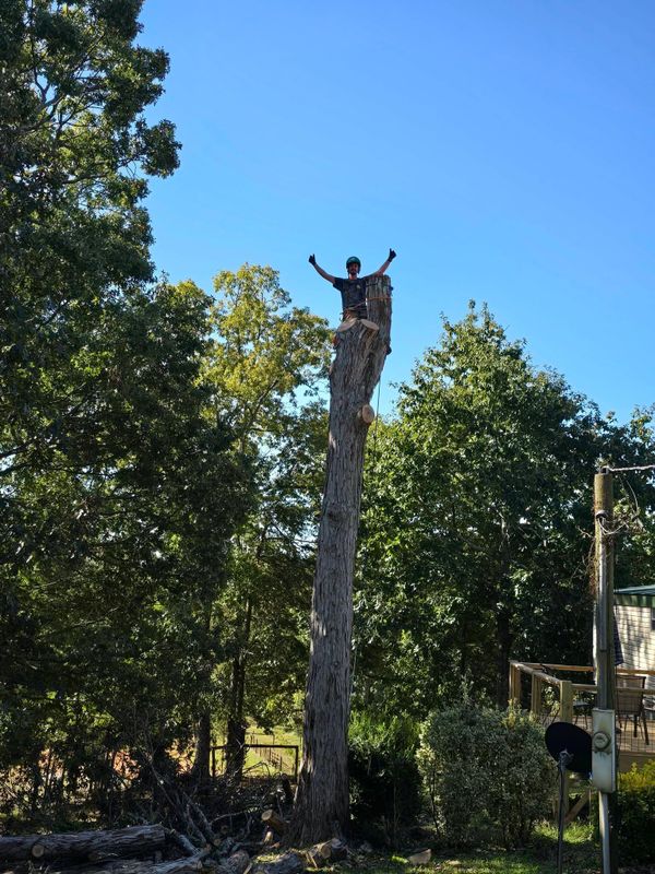 Tree Trimming & Removal