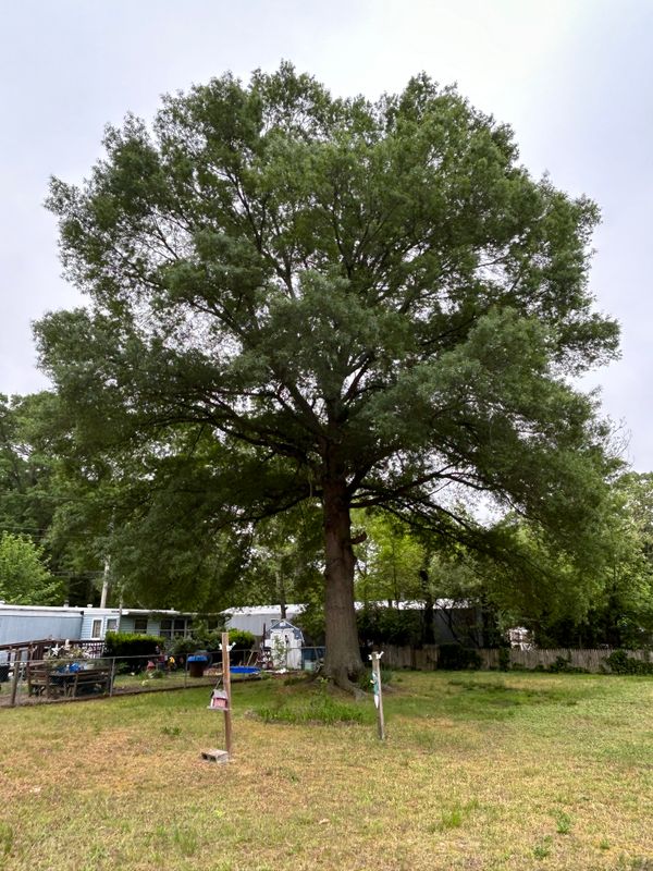 Tree Removal