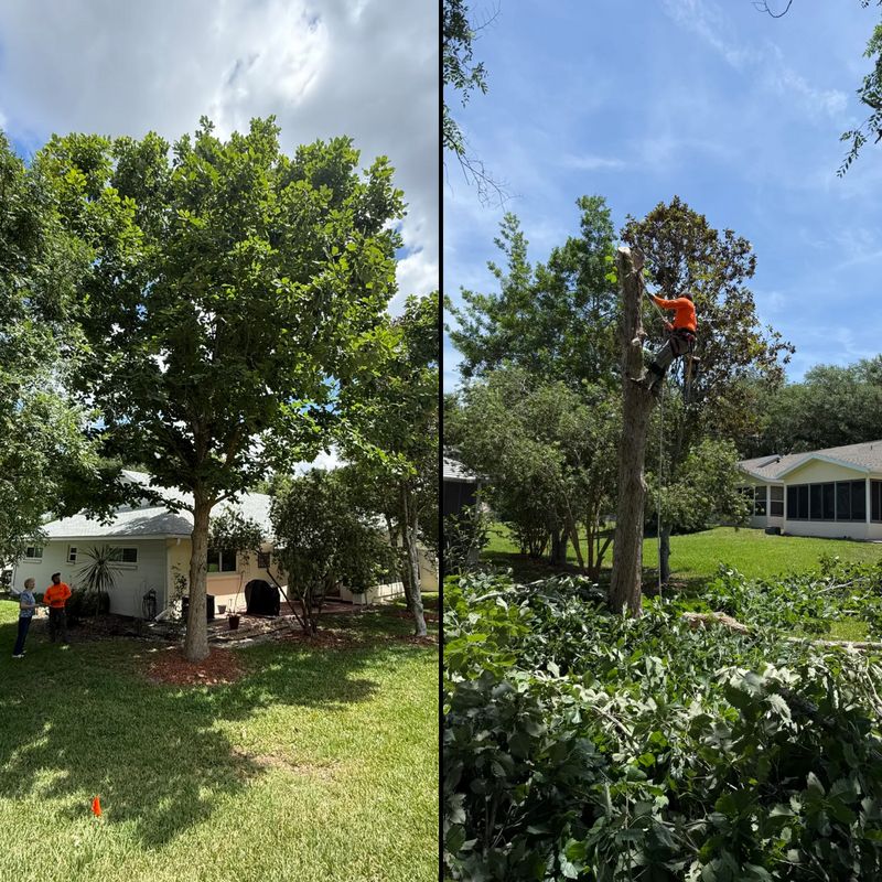 Tree Removal