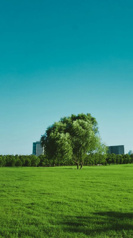 Weed Control