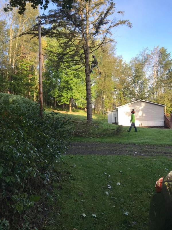 Tree Removal gallery