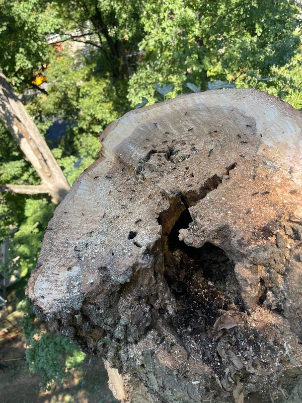 Tree Services