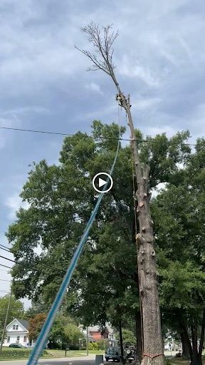 Tree Removal