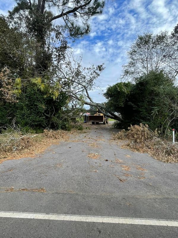 Tree Removal