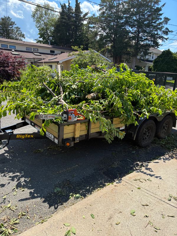 Tree & Shrub Care