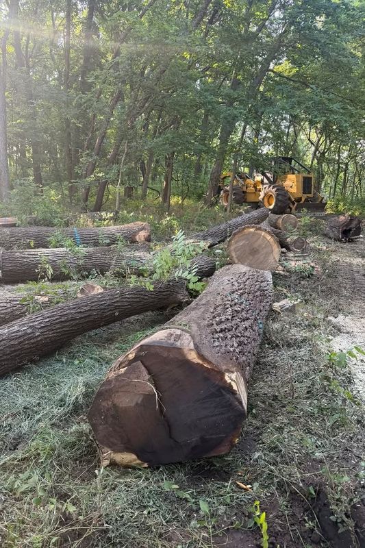Timber Harvest