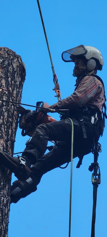 Tree Services