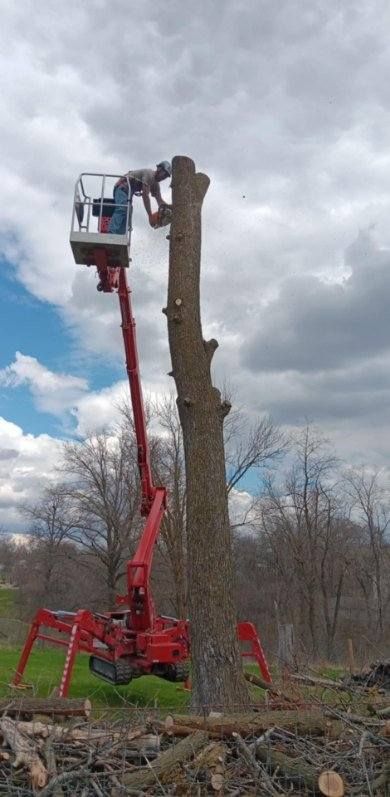 Tree Removal gallery