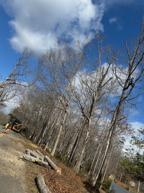 Tree Removal gallery
