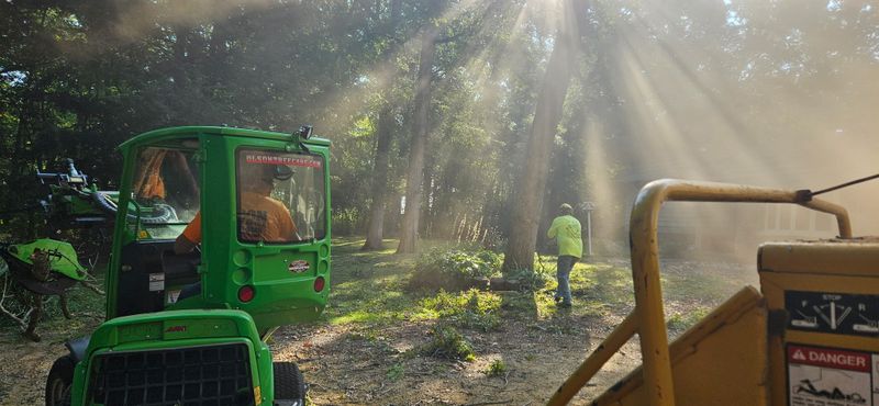 Bush & Hedge Pruning