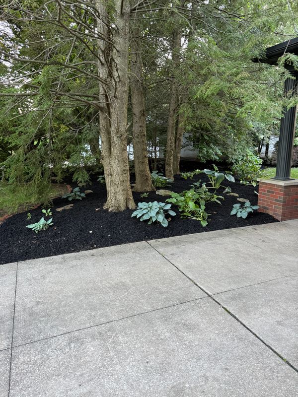 Tree & Shrub Care