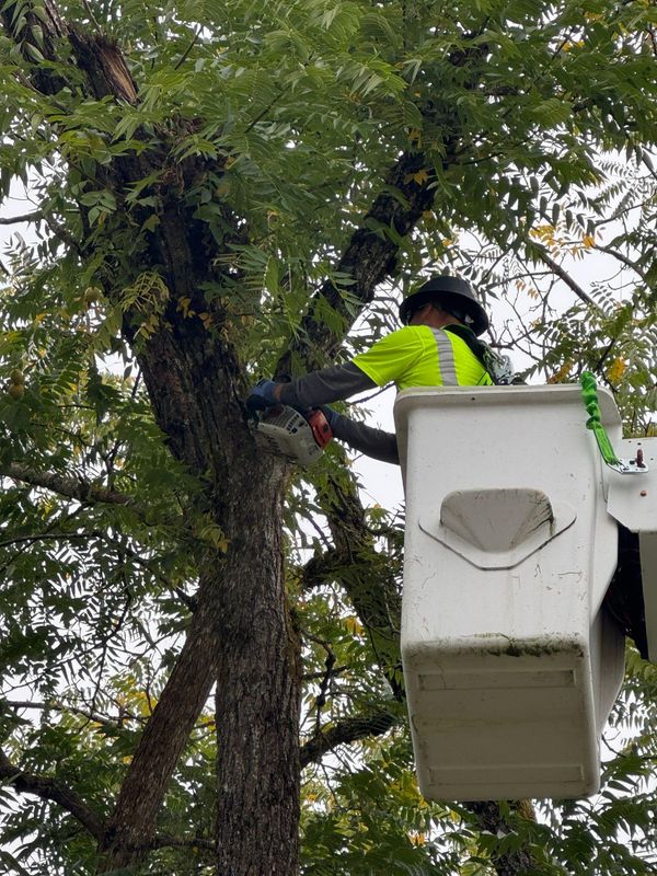Tree trimming 