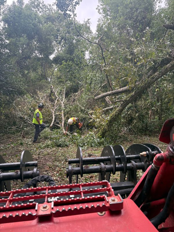 Tree Removal