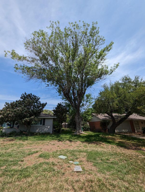 Tree Removal gallery